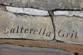 Salterella grit rock fragment, part of the Knockan Puzzle at the Knockan Crag National Nature