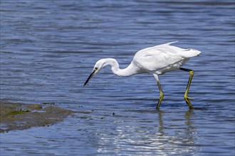 Little egret (Egretta garzetta) juvenile fishing in shallow water of pond in summer