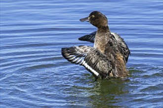 Tufted duck, tufted pochard (Aythya fuligula, Anas fuligula) adult female bathing and flapping