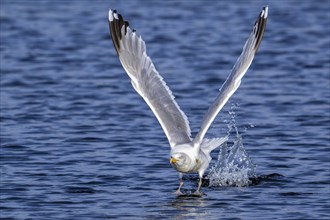 European herring gull (Larus argentatus) adult seagull taking off from sea water surface along the