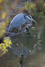 Grey Heron or Great Egret (Ardea cinerea cinerea) standing crouched in the shallow water on the