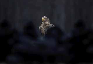 White-tailed eagle (Haliaeetus albicilla) foraging, surrounded by ravens, food envy, ravens, winter