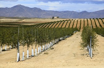 Rolling landscape with lines of newly planted olive trees, near Tabernas, Almeria, Spain, Europe