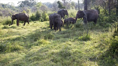 Wild elephants in Hurulu Eco Park biosphere reserve, Habarana, Anuradhapura District, Sri Lanka,