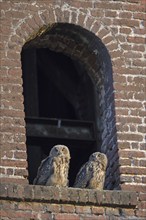 Eurasian eagle-owl (Bubo bubo), fledglings, in an old window of the Malakow tower, industrial