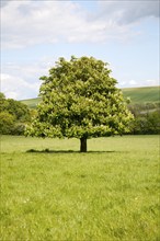 Candelabra of summer flowers on a horse chestnut tree, Aesculus hippocastanum, standing in a grassy