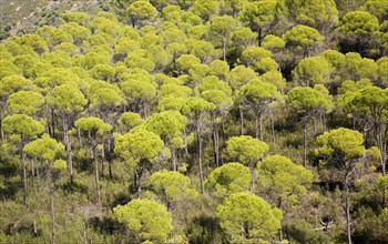 Forest of stone or umbrella pines, Pinus pinea, in the Rio Tinto river valley, Minas de Riotinto,