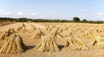 Wheat stooks harvested for thatching standing drying in a field after harvesting, Marden,