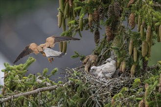 Common kestrel (Falco tinnunculus), female adult bird feeding young birds not yet ready to fly in