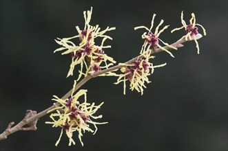 Witch hazel (Hamamelis mollis Pallida), Emsland, Lower Saxony, Germany, Europe