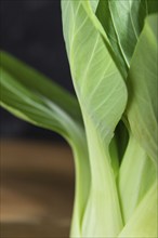 Fresh green bok choy or pac choi chinese cabbage. Side view, close up, macro