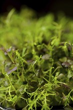 Closeup view of leaves of sprouted mizun seeds, photo with shallow depth of field