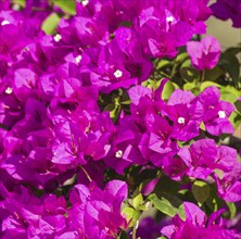 Blooming purple bougainvillea in the tropical garden