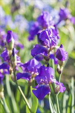 Colorful purple irises in a botanical garden