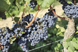 Close-up of blue grapes on vines in the Palatinate