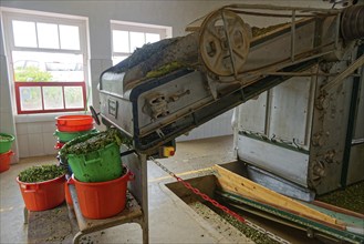 Processing tea leaves on a conveyor belt with buckets in an indoor room, tea cultivation and