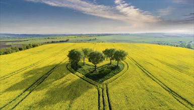 Landscape, a small group of trees, heart-shaped, in a flowering rape field, aerial view, AI