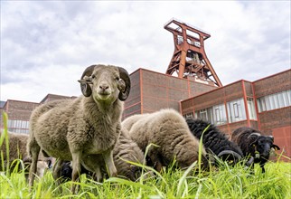 Sheep at the Zollverein Coal Mine Industrial Complex for the first time, 12 Heidschnucken and