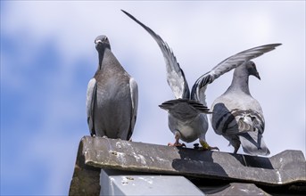 Carrier pigeons, on a pigeon loft, pigeon fancier, Mülheim, North Rhine-Westphalia, Germany, Europe