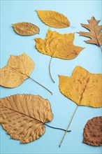 Composition with yellow and brown autumn leaves on blue pastel background. flat lay, top view,