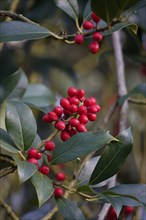 Holly (Ilex aquifolium), with red berries, winter, Saxony, Germany, Europe