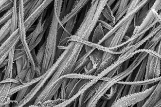 Ice crystals on blades of grass, hoarfrost in the meadow, winter, black and white, Thuringia,