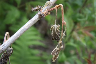 Late night frosts have led to severe frost damage in vineyards in the Elbe Valley. Due to the very