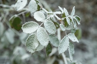 Rose branch covered with hoarfrost. Abstract floral background. garden and winter concept. Frost