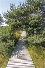 Wooden footbridge, trees, pine trees, circular hiking trail, nature reserve, Darßer Ort, Born a.