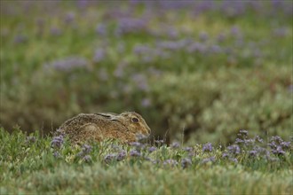 Brown hare (Lepus europaeus) adult animal amongst Sea lavender flowers in the summer, Suffolk,