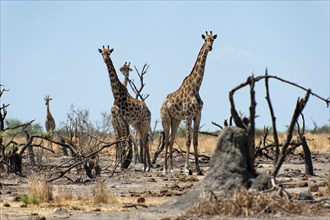 Giraffe (Giraffa camelopardalis), herd, group, dryness, steppe, heat, Chose National Park,