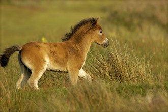 Exmoor pony, Texel Island, Texel Island, Netherlands