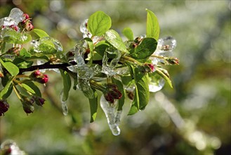 Hamburg, Altes Land, Obstplantage, Frostschutz