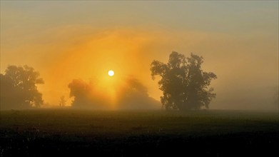 Foggy mood, sunrise in the Elbe floodplains, biotope, habitat, floodplain landscape, river course,