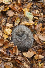 European hedgehog (Erinaceus europaeus) adult animal curled in a ball resting on fallen autumn