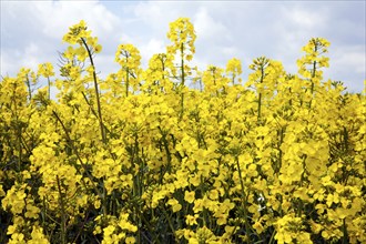 Side view yellow flowers oil seed rape, Brassica napus, canola plant close up, Suffolk, England, UK