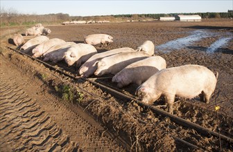 Free Range pig farming, Tunstall, Suffolk, England, UK