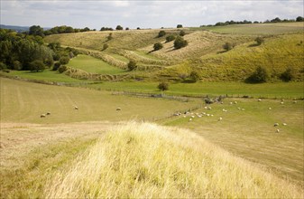 Ancient terraced fields known as strip lynchets cut into a chalk scarp slope at Bishopstone,