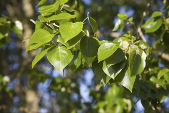 Close up of leaves of Common or Quaking Aspen trees, Populus tremula, Suffolk, England, United