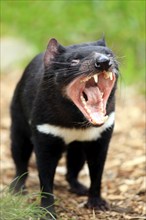 Tasmanian devil (Sarcophilus harrisii), marsupial devil, portrait, threatening, yawning, South