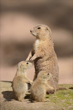 Close-up of a black-tailed prairie dog (Cynomys ludovicianus) mother with her youngsters in spring