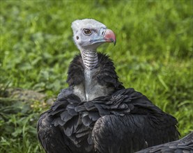 White-headed vulture (Trigonoceps occipitalis) close up portrait, endemic to Africa