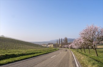 Almond blossom, almond tree (Prunus dulcis), Siebeldingen, German Wine Route, also Southern Wine