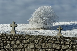 Aubrac plateau, snowy tree and cross of cemetery, Lozere department, Occitanie, France, Europe