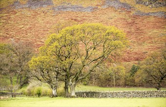 Trees and bracken on hillside, Howtown, Lake District national park, Cumbria, England, UK