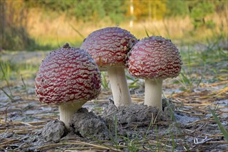 Red fly agaric (Amanita muscaria), poisonous mushroom, red cap with white spots, lucky mushroom,