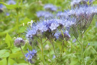 Field with lacy phacelias (Phacelia tanacetifolia) or tufted beauty, tansy-leaved phacelia, tufted