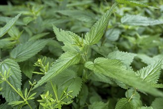 Stinging nettle (Urtica dioica) in the eyrie at the edge of the forest, Germany, Europe