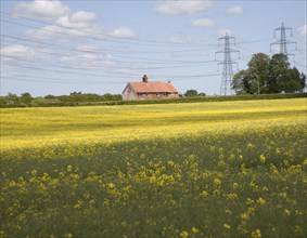 Yellow flowers of oil seed rape crop with rural house and electricity power lines, Campsea Ashe,