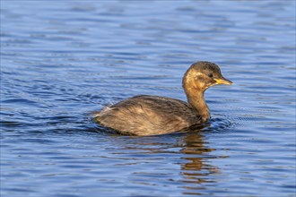 Little grebe, dabchick (Tachybaptus ruficollis, Podiceps ruficollis) juvenile in first winter